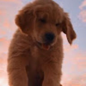 Meet your Posher, Annie